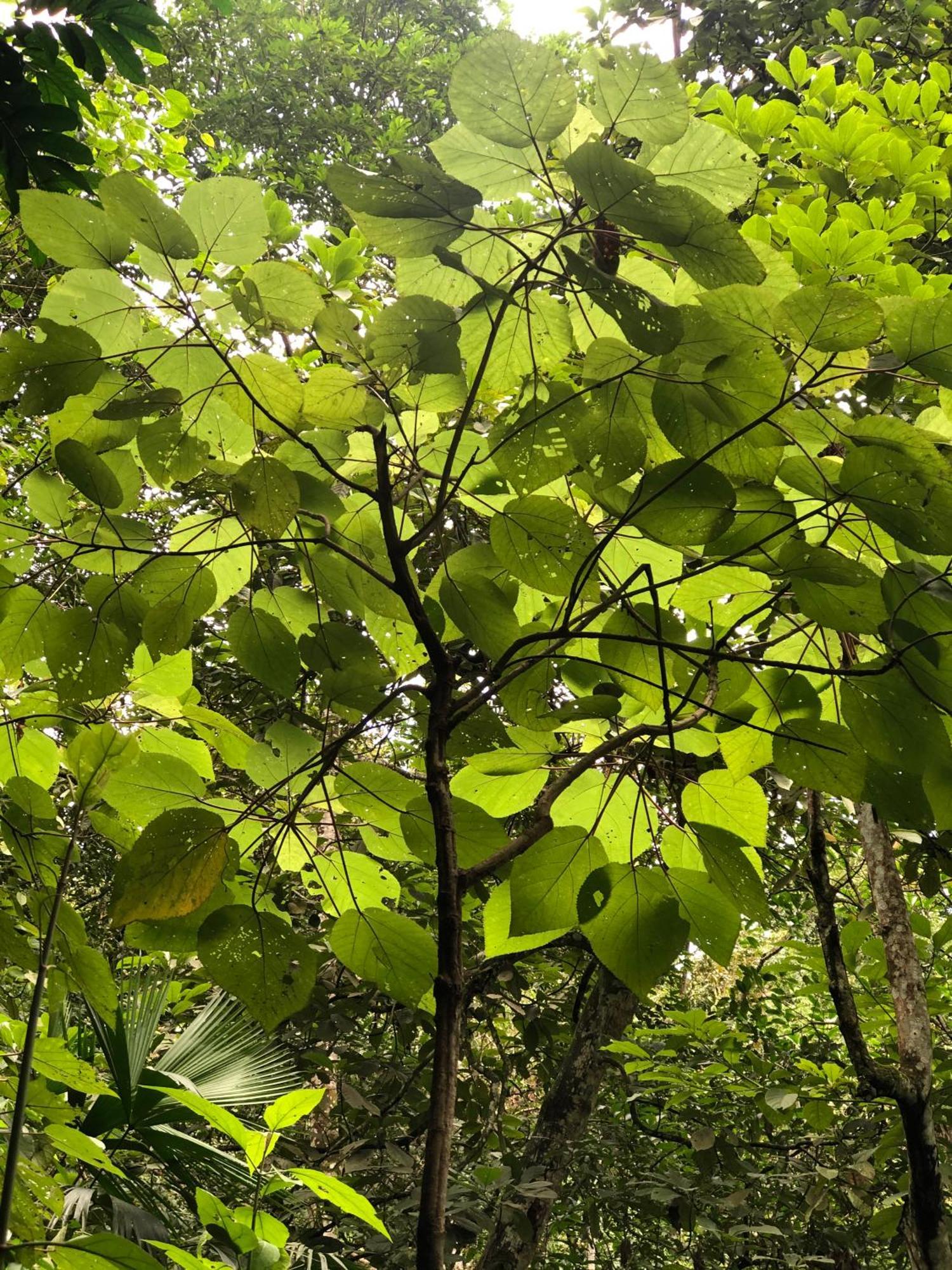 Selvaminca Minca Exterior foto